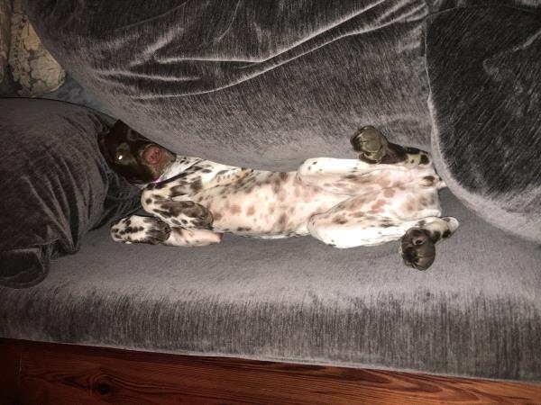 /Images/uploads/Southeast German Shorthaired Pointer Rescue/segspcalendarcontest2018/entries/9073thumb.jpg